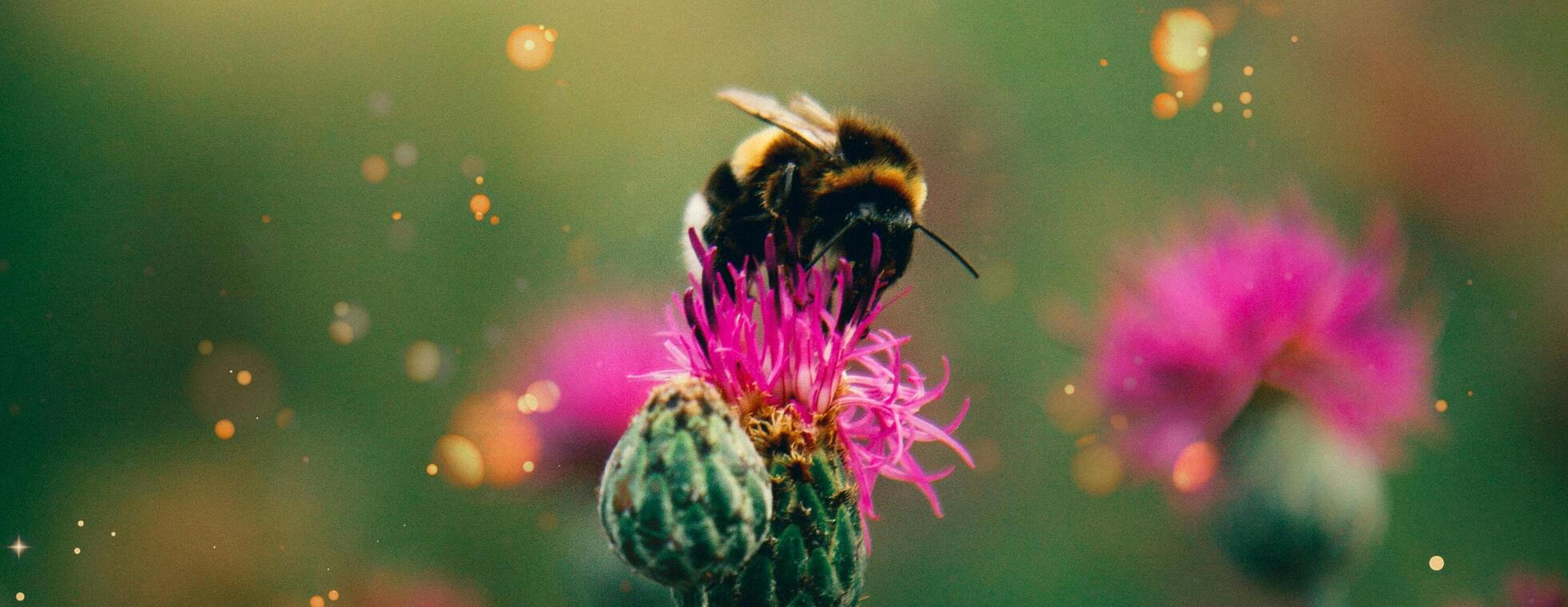 Enchanted Garden: A Magical Makers Day